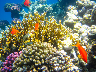 Many colorful fish in the expanses of the coral reef of the Red Sea