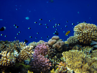 Naklejka na ściany i meble Many colorful fish in the expanses of the coral reef of the Red Sea