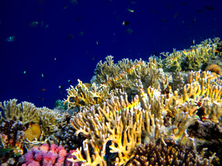 Many colorful fish in the expanses of the coral reef of the Red Sea
