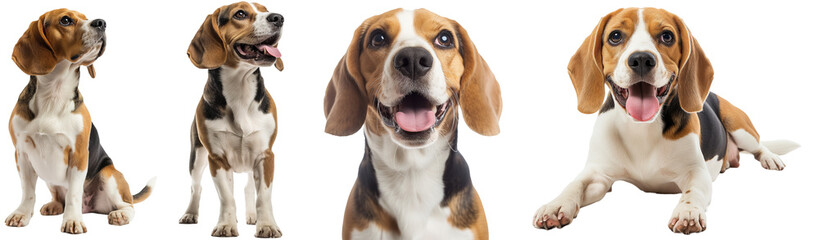 Happy beagle dog collection (sitting, standing, portrait, lying) isolated on a white background,...