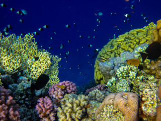 Many colorful fish in the expanses of the coral reef of the Red Sea
