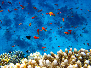 Fototapeta na wymiar Many colorful fish in the expanses of the coral reef of the Red Sea