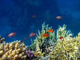 Fototapeta na wymiar Many colorful fish in the expanses of the coral reef of the Red Sea