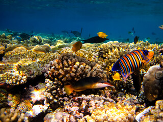 Many colorful fish in the expanses of the coral reef of the Red Sea
