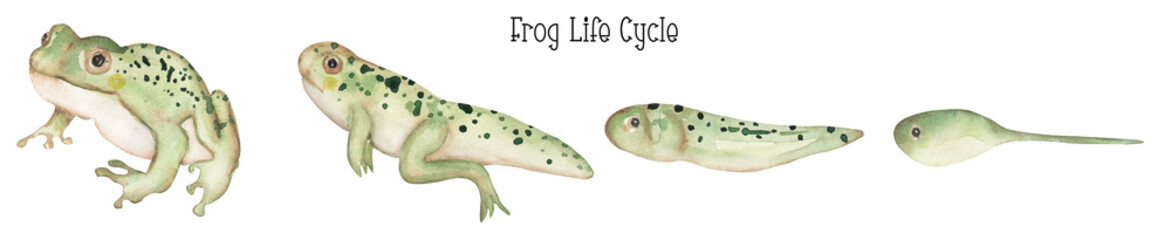 Watercolor frog life cycle illustration set, educational clipart for kids, cute toad animal clipart, nursery print, tadpole homeschool card clip art - 700539638