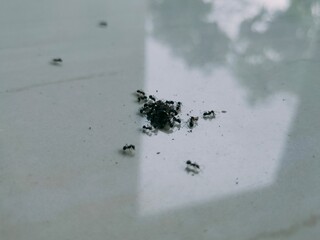 ants on the ground