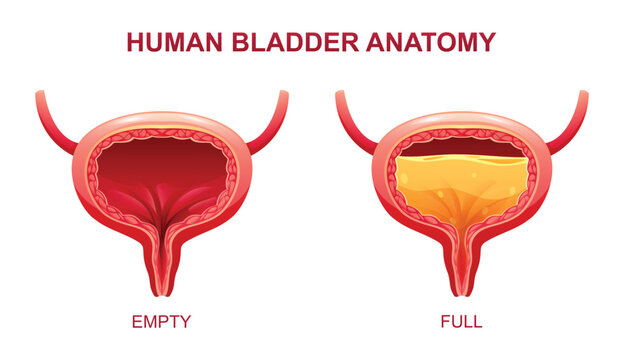 Human bladder anatomy. Empty and full urinary bladder. Vector illustration isolated on white background