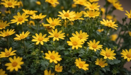  a bunch of yellow flowers that are blooming in the sun on a sunny day in the park or in the garden or on the lawn or in the front of the house.