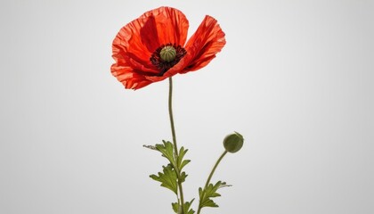  a close up of a single red flower on a stem with a white sky in the backgrounnd of the picture and a single red flower in the foreground.