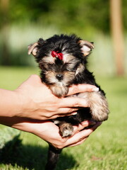Yorkshire Terrier Puppy Sits in the arms of a girl against the background of green grass. Cute dog. Copy space for text