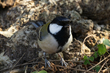 Obraz premium 太い木の根元に立つシジュウカラ