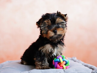 Yorkshire Terrier Puppy Sitting on a grey Pillow. Fluffy, cute dog Looks at the Camera. Domestic pets