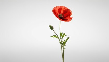  a close up of a single red flower on a stem with a white sky in the background with only one flower in the foreground and one flower in the foreground.