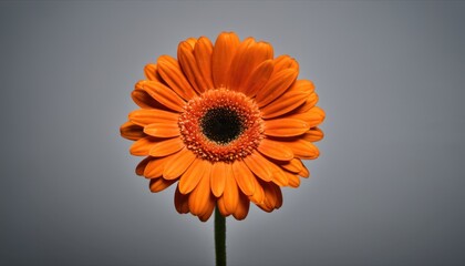  a close up of an orange flower with a gray sky in the backgrounnd of the image in the backgrounnd of the backgrounnd.