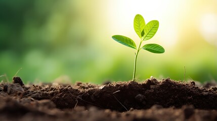 Fototapeta premium Young plants growing from the ground, Planting young plant seeds in the morning with nature background
