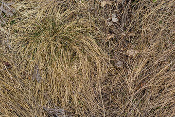 texture of dry grass from top view