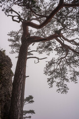 Pieniny, Sokolica, Małopolska, Poland, EU