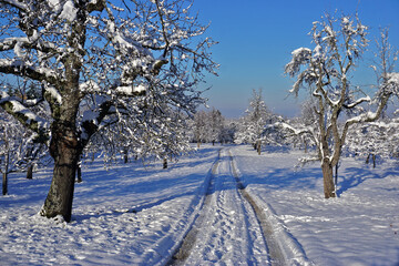 Streuobstwiese im Winter