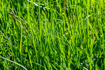 Background of a green grass on a summer meadow
