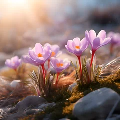 Foto auf Glas Sonnenbad der Frühblüher - Krokusse in der Frühlingssonne © Tim