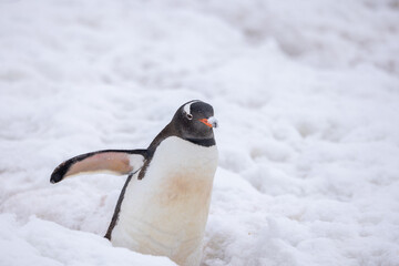 A Gentoo penguin with snow on its beak.