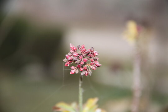 a pink flower in garden and blur background 