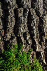 old wood tree bark texture with green moss