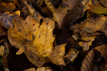 Seamless pattern autumn golden leaves make a bright carpet on the ground