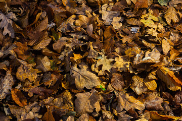 Seamless pattern autumn golden leaves make a bright carpet on the ground