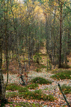 Forest landscape with birch trees and lichens. Autumn in the woods.