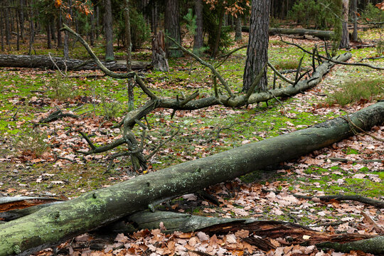 Large fallen trees logs left for atural wood decay. Ecology concept.