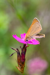 Essex skipper butterfly - Thymelicus lineola resting on Carthusian pink - Dianthus carthusianorum