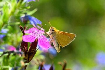 Essex skipper butterfly - Thymelicus lineola resting on Carthusian pink - Dianthus carthusianorum