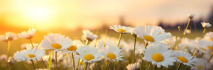 Foto op Canvas Daisy flower in field at sunset time © Mel