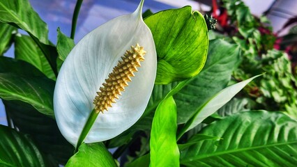 Spathiphyllum flower in the garden, Indonesia