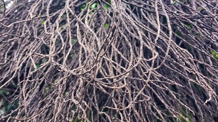 Dry tree branches in the rainforest. Close-up.