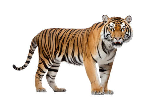 Tiger isolated 