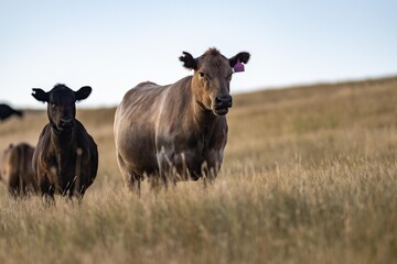 cows in summer in a free range field