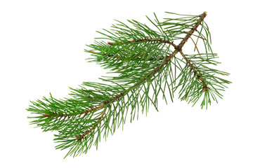 spring pine on a white isolated background	