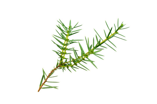 juniper twigs on a white isolated background	