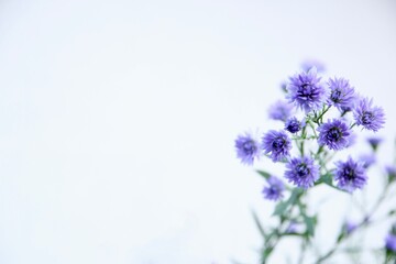 紫色のアスター