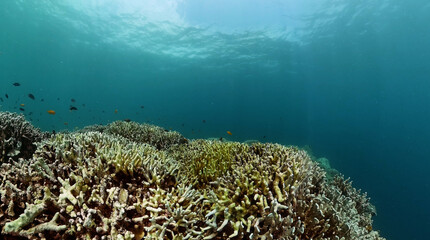 Tropical fish and hardcoral reefs under the sea. Underwater background.