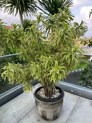Fototapeta premium bonsai tree in a garden
