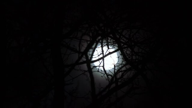 a full moon behind a winter forest 4k 30fps video
