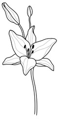 Black and White Lily Flower Vector in Hand-Drawn Style
