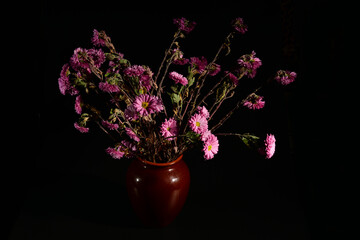 wilted pink Chrysanthemum flowers in a vase on a black background. Front view