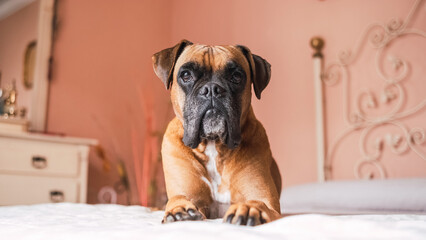 Cute boxer dog lying on belly over bed in cozy room
