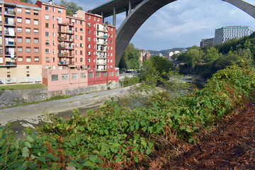 The invasive plant Japanese knotweed (Reynoutria japonica or Fal