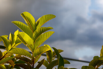 Red guava leaves with dark clouds in the sky