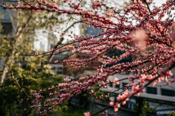Blossom with blurry buildings in the background shot from the High Line walk park in Manhattan, New York, USA
